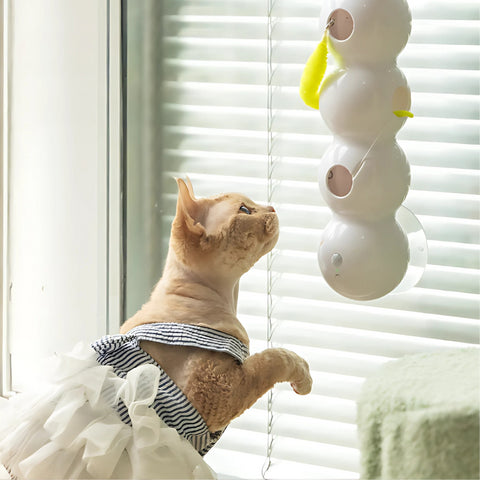 Jouet Mur Fenêtre Ver Chat