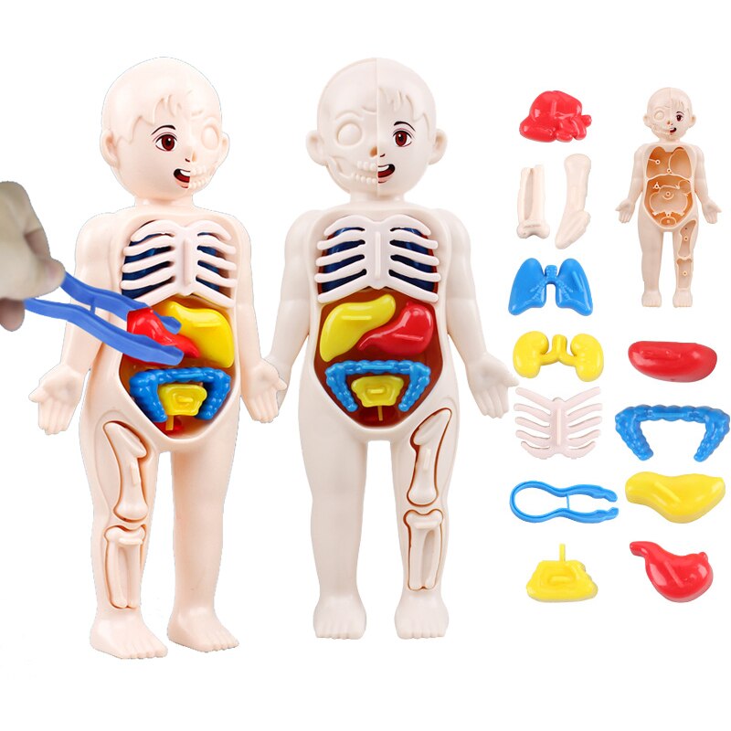 Puzzle Anatomie Enfant – Corps Humain – Éducatif