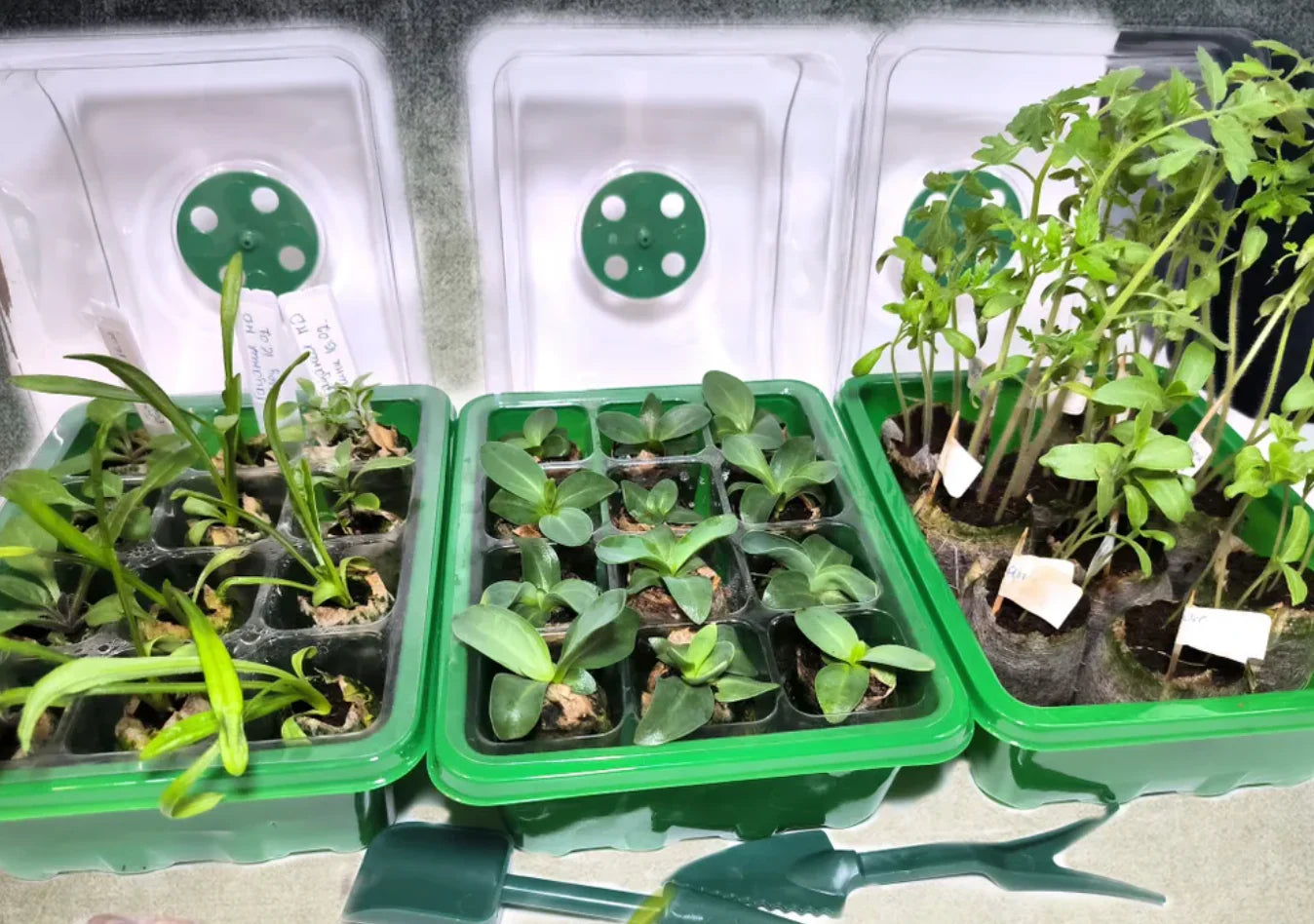 Mini Serre Semis – Éclairage LED – Intérieur