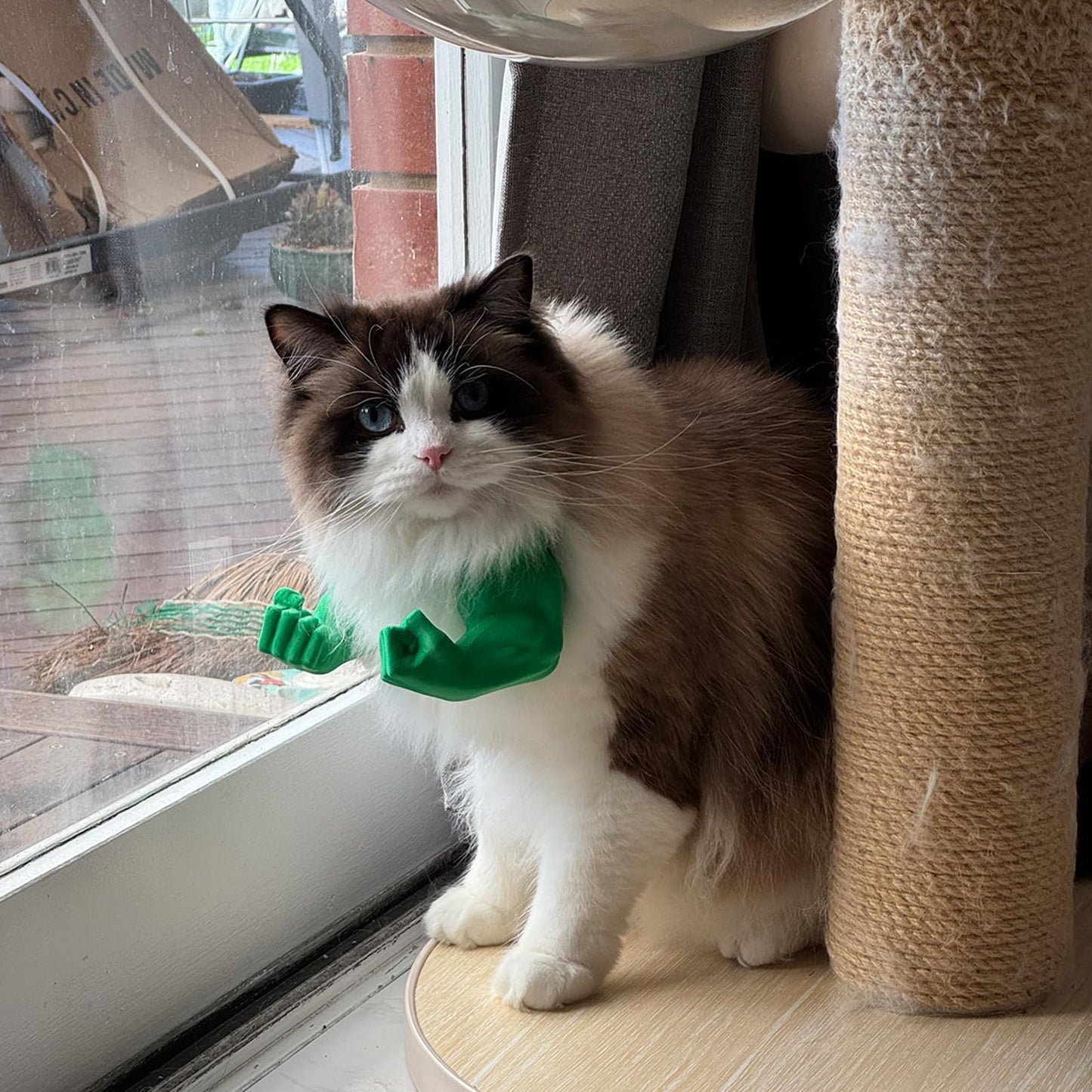 Collier Biceps Rigolos pour Chat