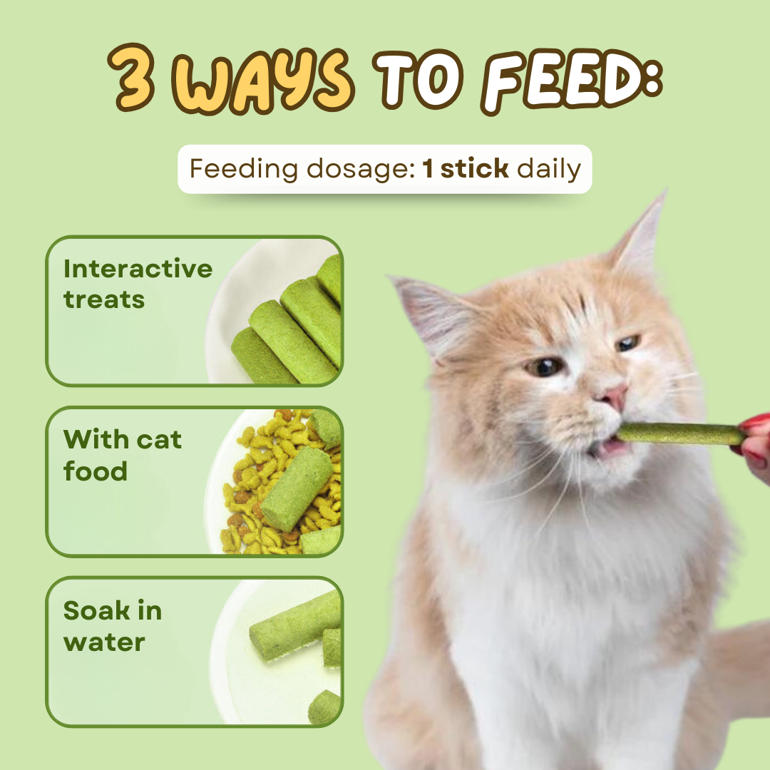 Bâtonnet Herbe à Chat Dentaire