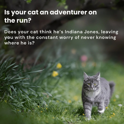 Traceur GPS Chat Sans Abonnement