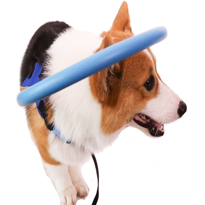 Harnais Pare-Chocs Chien Aveugle