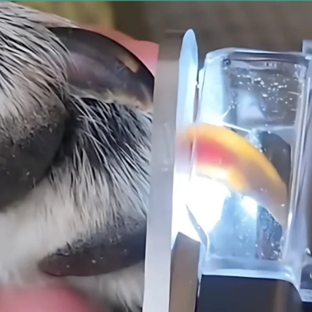 PurrfectTrim Coupe-Ongles LED pour Animaux | Toilettage Sûr et Sans Stress