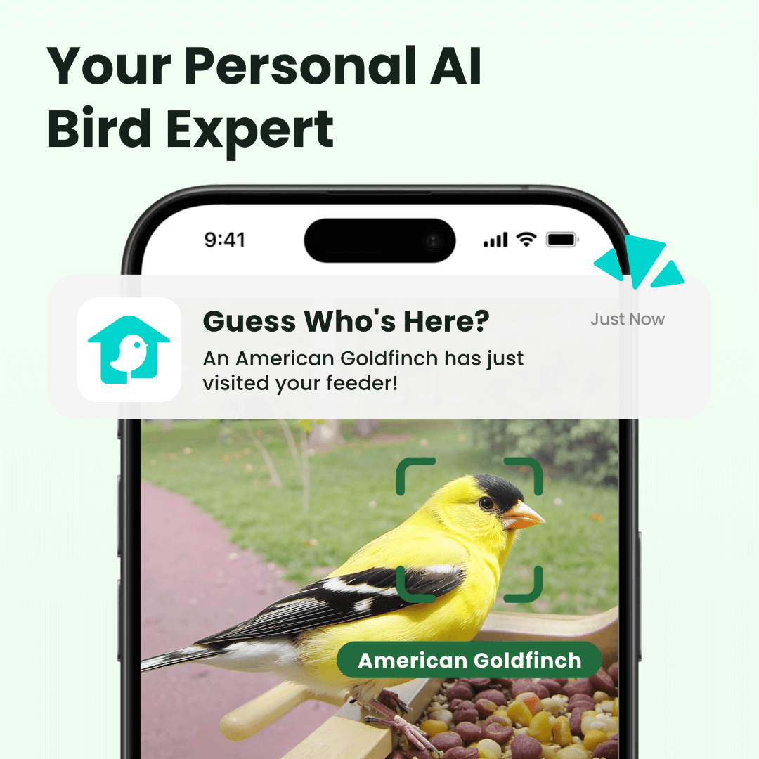 Mangeoire Oiseaux Connectée Bois Caméra