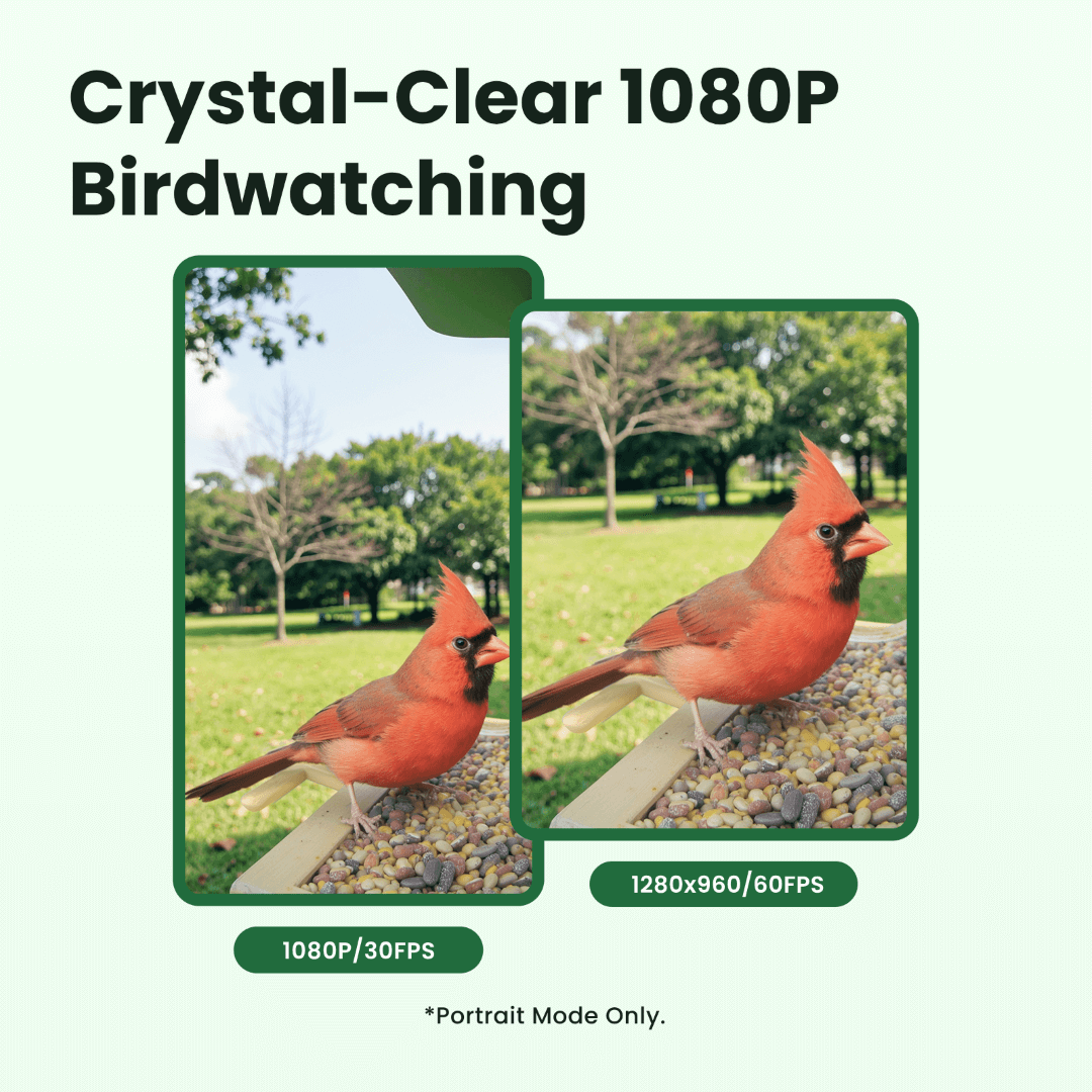 Mangeoire Oiseaux Connectée Bois Caméra