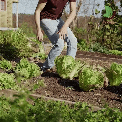 Couteau Hori-Hori Inox Tout-Terrain