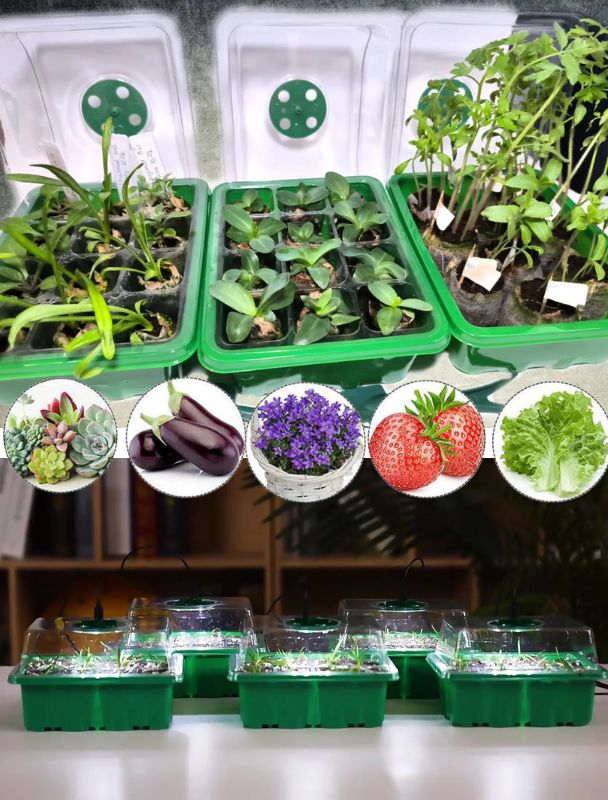 Mini Serre Semis – Éclairage LED – Intérieur