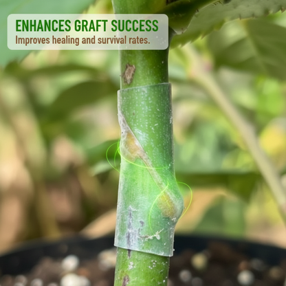 Manchons Greffage Silicone 50pcs